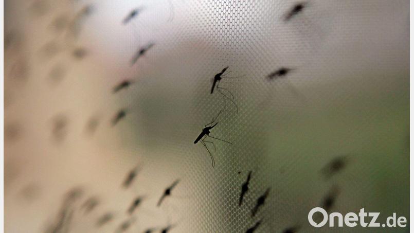 Auch in Bayern ist Flughafen-Malaria möglich, wenn auch unwahrscheinlich. (Symbolbild) Bild: Stephen Morrison/epa/dpa