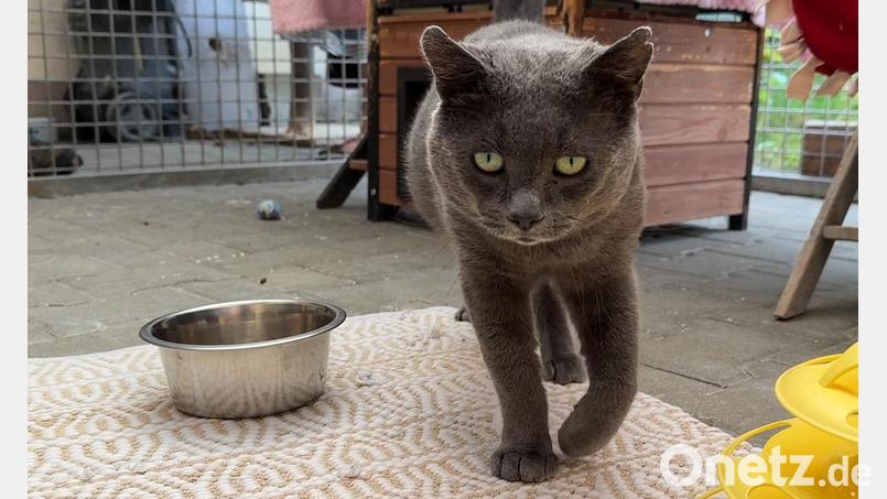 Eine Katze, die im Tierheim Amberg ein vorübergehendes Zuhause gefunden hat. Bild: Petra Hartl