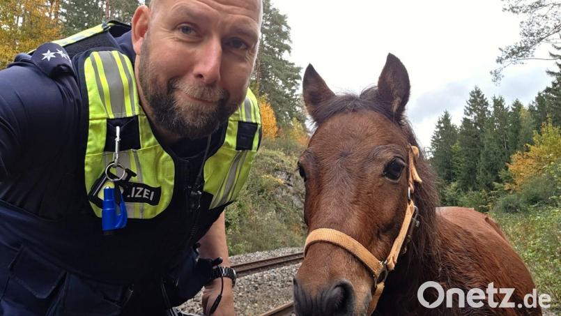 Tierischer Einsatz für den Sulzbach-Rosenberger Polizeihauptkommissar Stefan Masson: Er musste bei Kauerhof ein Pony vom Bahngleis führen. Bild: Polizeiinspektion Sulzbach-Rosenberg