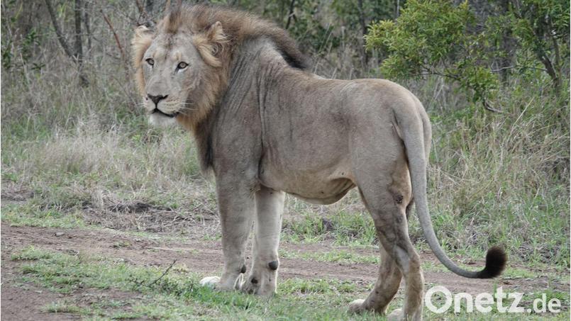 Im ostafrikanischen Tansania sowie in anderen Ländern Afrikas kommt es immer wieder zu Konflikten zwischen Wildtieren und Menschen. (Archivbild) Bild: Kristin Palitza/dpa