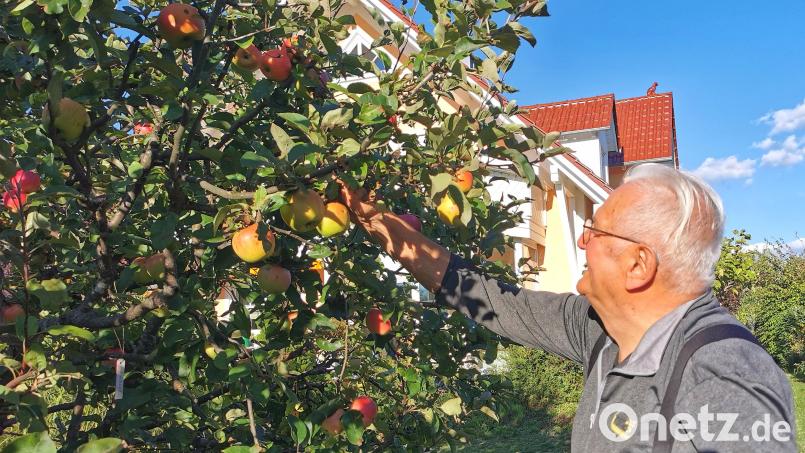 Gelb, Grün oder Rot? Alois Gürtler in Oberviechtach freut sich über seinen Apfelbaum mit 28 Sorten. Bild: Gertraud Portner
