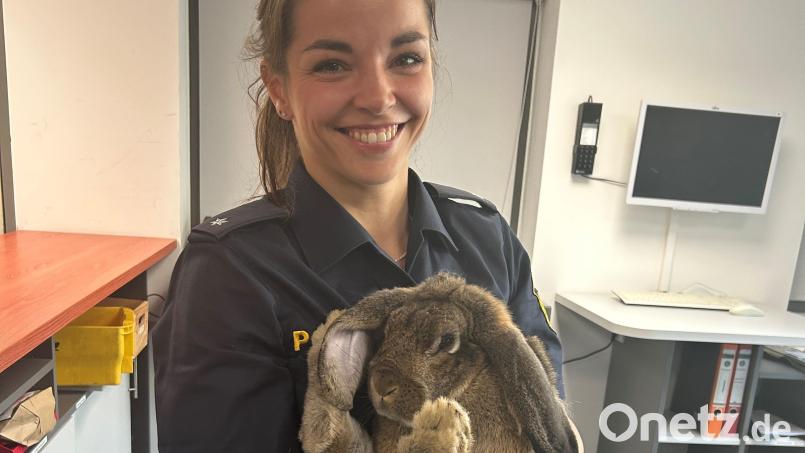Ein herrenloses Kaninchen landet am Wochenende bei der Polizei in Schwandorf. Nun wird der Besitzer gesucht. Bild: PI Schwandorf, PHKin Hirmer