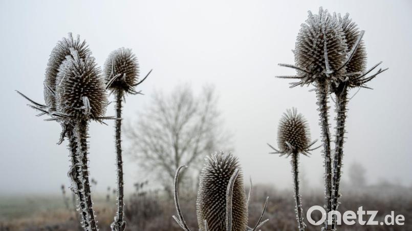 An manchen Orten könnten auch Frostschäden an Pflanzen drohen. (Symbolbild) Bild: Stefan Puchner/dpa