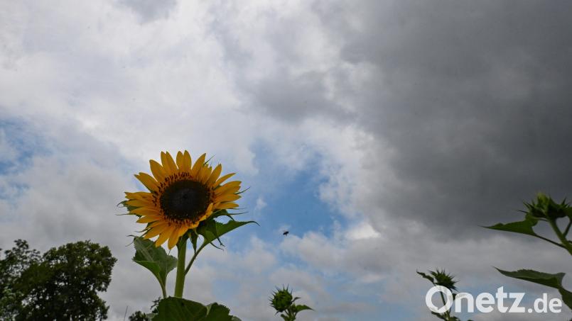 Dunkle Regenwolken ziehen hinter einer Sonnenblume auf. Die Natur wartet immer häufiger auf das Wasser von oben. Symbolbild: Bernd Weißbrod/dpa