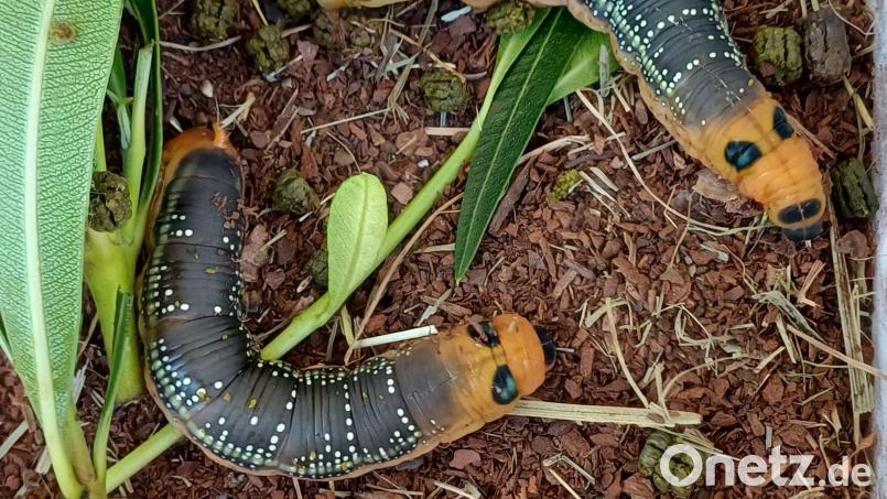 Diese besonderen Raupen fand Gisela Reindl in ihrem Garten in Kümmersbruck. Bild: Gisela Reindl