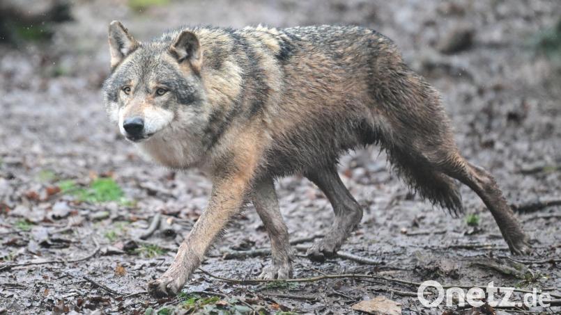 Es gibt wieder Wolfsnachwuchs in Baden-Württemberg. (Archivbild) Bild: Bernd Weißbrod/dpa