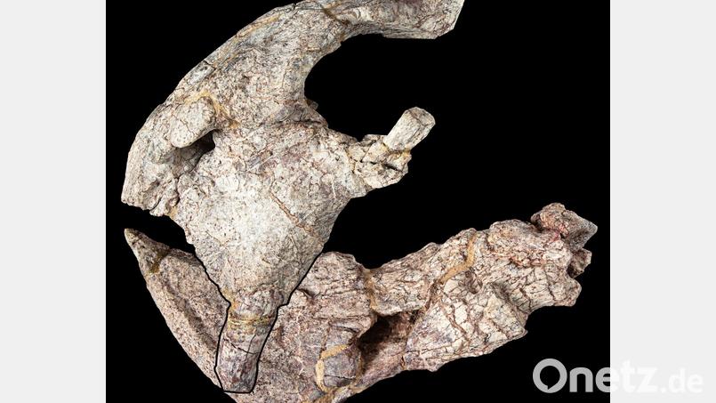 Die Überreste - die Vorderseite des Schädels und Unterkiefers - stammen aus den Manda Beds im Süden Tansanias. Bild: onathan Jackson, Hady George/University of Bristol/dpa