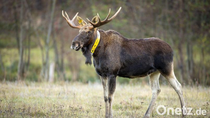 Nicht nur die Wissenschaftler trauern um ihn - auch für Menschen im Naturpark ist sein Tod ein Verlust. (Archivbild) Bild: Ingolf König-Jablonski/dpa-Zentralbild/ZB