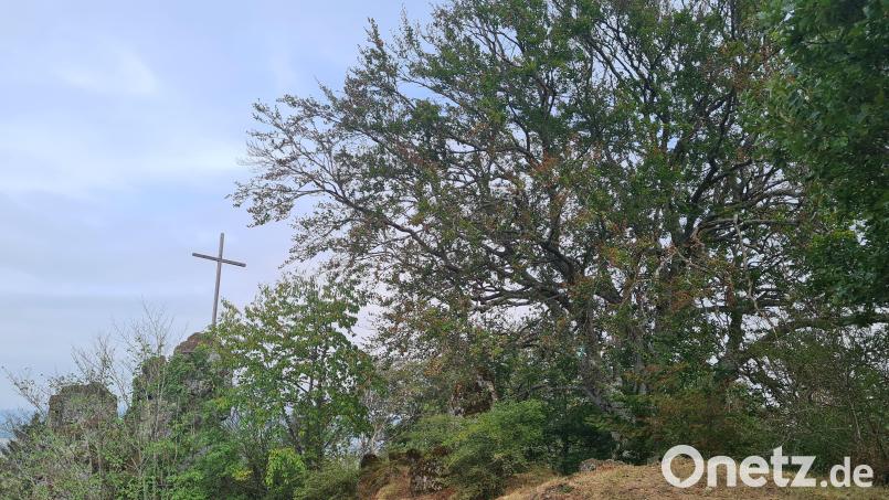 Auf dem Gipfelplateau des Anzenberg steht eine große alte Rotbuche. Ein Schild daran weist darauf hin, dass es sich um ein Vogelschutzgebiet handelt. Bild: Jonas Storch