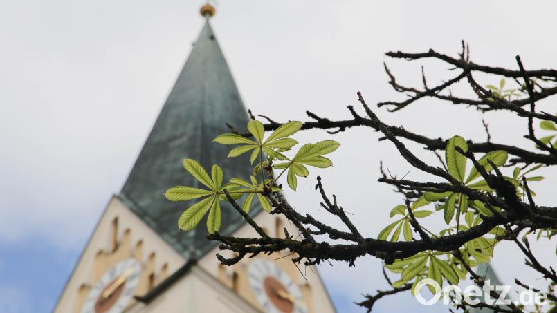 Die Kastanien vor der Kirche Sankt Josef in Weiden treiben aus – und das Ende September. Das hat einen bestimmten Grund. Bild: Gabi Schönberger