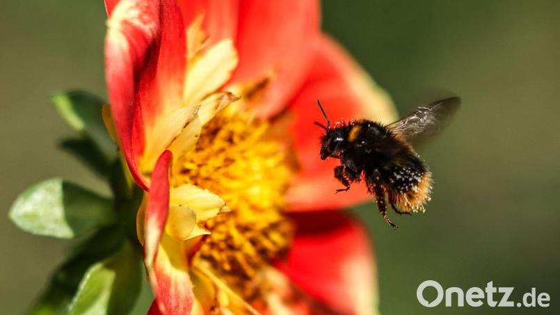 Hummeln sind wichtige Bestäuber und tragen damit zur biologischen Vielfalt bei. (Symbolbild) Bild: Oliver Berg/dpa