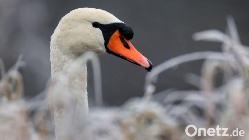 Die Autofahrerin konnte den Schwan selbst von der Fahrbahn locken. (Symbolbild) Bild: Thomas Warnack/dpa