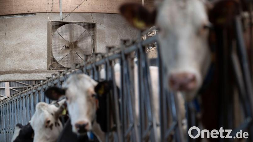 Aus Sicht des Milchindustrie-Verbands sprechen mehrere Faktoren für steigende Preise. Archivbild: Marijan Murat/dpa