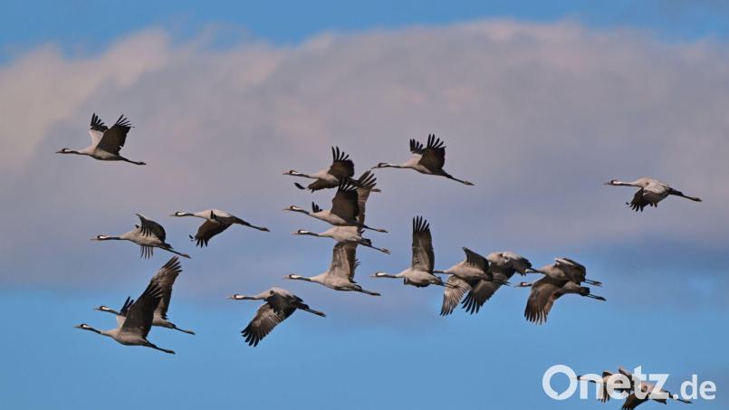 Jetzt ziehen die Kraniche etwa aus Skandinavien wieder in Wellen gen Süden. In Deutschland sammeln sie sich an zentralen Rastplätzen. Bild: Patrick Pleul/dpa