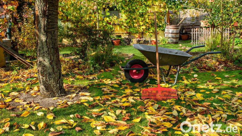 Fallendes Herbstlaub kann nicht nur lästig im eigenen Garten sein, sondern auch für den Nachbarn. Symbolbild: Andreas Schulze – stock.adobe.com
