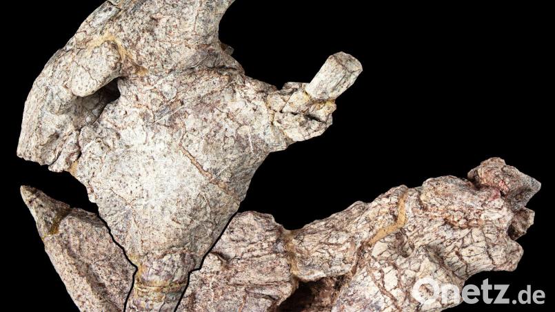 Das Bild zeigt die Vorderseite des Schädels und den Unterkiefer eines urzeitlichen Pflanzenfressers. Bild: Jonathan Jackson, Hady George/University of Bristol/dpa