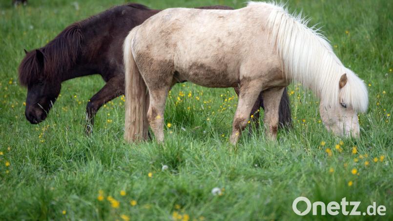 In Hof-Pirk kommt es zu einem Unfall zwischen einem Auto und einem Pferdegespann. Die Fahrerin flüchtet, meldet sich später aber bei der Polizei. Bild: Boris Roessler/dpa