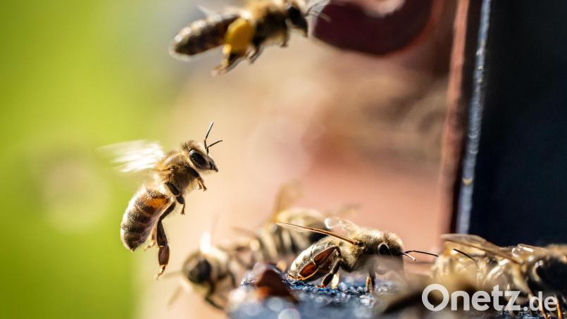 Unbekannte haben zwei Bienenstände zerstört. Die Polizei sucht gerade nach Hinweisen auf die Täter. Symbolbild: Frank Rumpenhorst/dpa