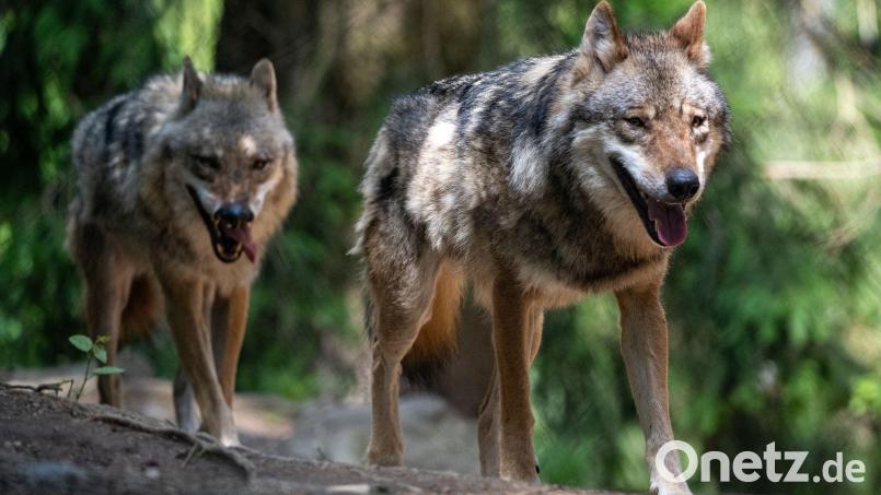Seit 1. Oktober gibt es im Landkreis Tirschenreuth offiziell das Wolfsterritorium "Hinterwald" bei Mähring. Ein Wolfspaar hat dort Anfang August Nachwuchs bekommen. Symbolbild: Armin Weigel/dpa