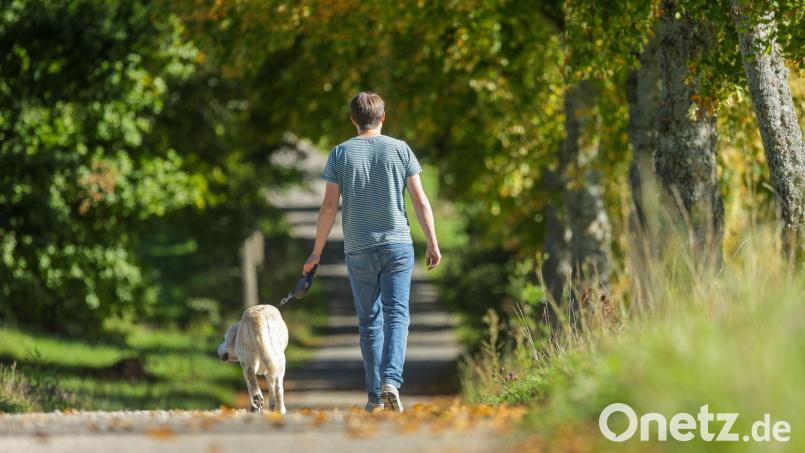 Bei Hof riss sich ein Hund wohl von der Leine los und wurde wenig später auf der Bundesstraße überfahren. Symbolbild: Thomas Warnack/dpa