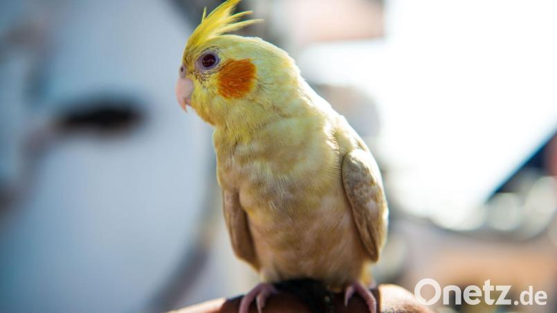 Der zutrauliche Vogel ließ sich von den Festzeltgästen mit Nüssen versorgen. (Symbolbild) Bild: Pavel D. Vitko/Sea-Eye/dpa