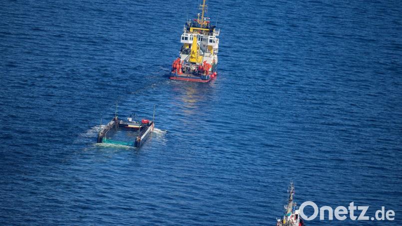 Die Bergung des im Frühjahr an der deutschen Ostsee gestrandeten Wals hat ein Nachspiel. (Archivbild) Bild: Christoph Reichwein/dpa