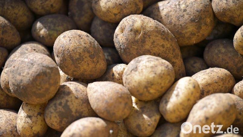 Nach einer sehr guten Ernte im Vorjahr lief es heuer für die Kartoffelbauern in Bayern schlechter. Aber die Erzeugerpreise sind höher. (Symbolbild) Bild: Malin Wunderlich/dpa