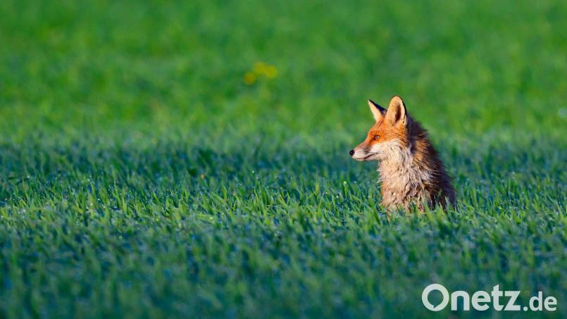 Ein Fuchs soll die Suche in Bayreuth ausgelöst haben. (Symbolbild) Bild: Patrick Pleul/dpa