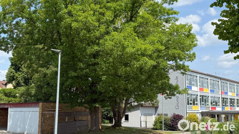 Die Bäume mit ihrer mächtigen Krone stehen in vollem Saft. Sie befinden sich nahe dem Haupteingang der Schule und sind von der Straße aus unübersehbar. Bild: Petra Hartl
