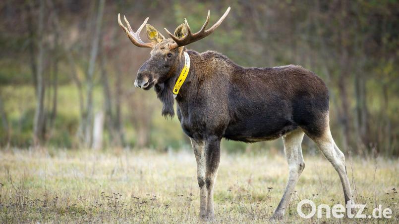 Ein aus Polen stammender Elch wurde wiederholt auch in Brandenburg gesehen. 2018 wurde dem Elch ein gelbes Sendehalsband angelegt, um seine Routen zu dokumentieren. (Archivbild/Illustration) Bild: Ingolf König-Jablonski/dpa-Zentralbild/ZB