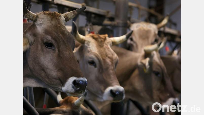 Wegen quälerischer Tiermisshandlung stand ein Mann vor dem Amtsgericht Obernburg. (Symbolbild) Bild: Karl-Josef Hildenbrand/dpa