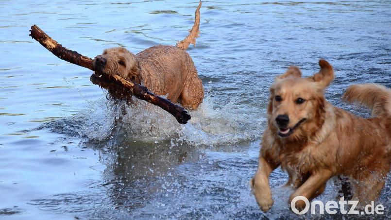 Großen Spaß hatten die Vierbeiner beim Hundeschwimmen im Schätzlerbad. Bild: Helmut Kunz