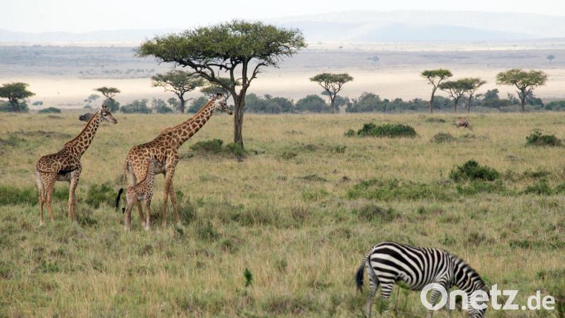 Flugzeuge und Zebras können sich im Nationalpark gefährlich nah kommen. Bild: picture alliance / Gioia Forster/dpa