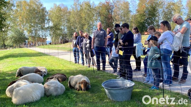 Siesta: Die Schafe lassen sich von den Besuchergruppen, die Günther Hanauer (Vierter von links) durch das Museum führt, nicht stören. Bild: Claudia Völkl