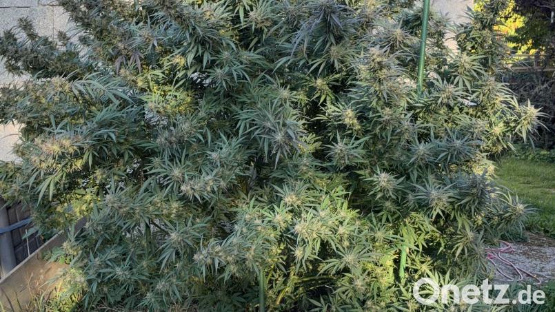 Die Marihuanapflanze stand in voller Blüte. Bild: Polizeiinspektion Furth im Wald
