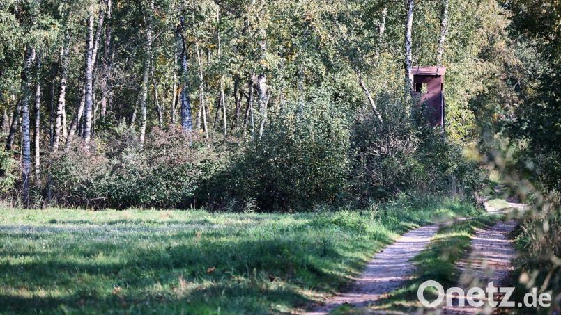 Die mutmaßliche Raubkatze wurde laut Landratsamt im Notzingermoos in der Nähe des Münchner Flughafens gesehen. Bild: Peter Kneffel/dpa