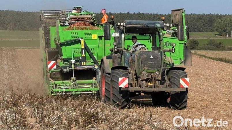 Staubtrocken waren die Äcker den ganzen Sommer über, staubtrocken sind sie auch im Herbst, wenn für Familie Trummer aus Hahnbach die Haupternte ihrer Kartoffeln läuft. Bild: san