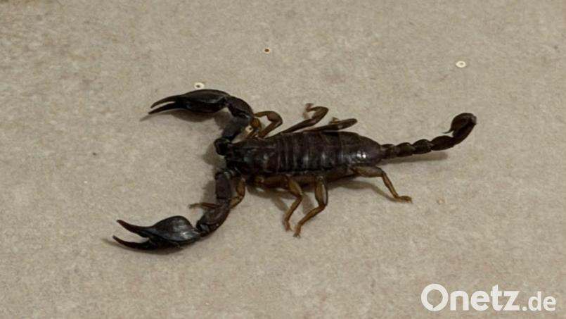 Ein Amberger Ehepaar entdeckt in ihrer Tiefgarage einen Skorpion. Bild: Stefan Dürbeck