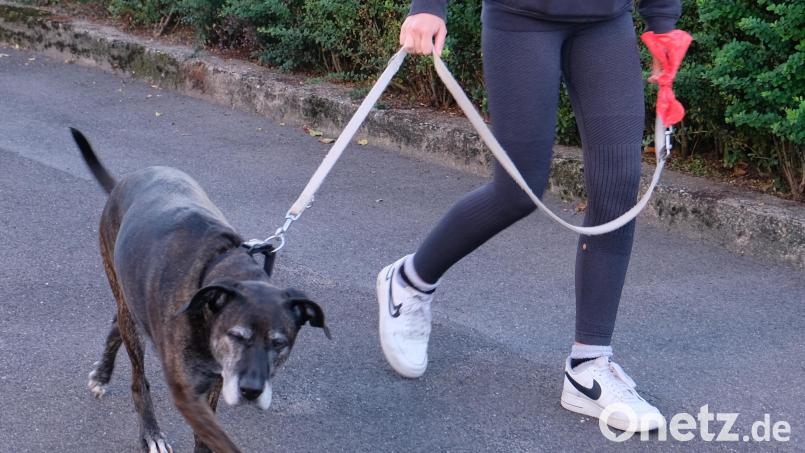 Mit einer neuen Verordnung will der Marktgemeinderat die Anleinpflicht für Hunde im öffentlichen Raum und auf allen öffentlichen Wegen und Plätzen innerhalb geschlossener Ortschaften regeln. Bild: Robert Dotzauer