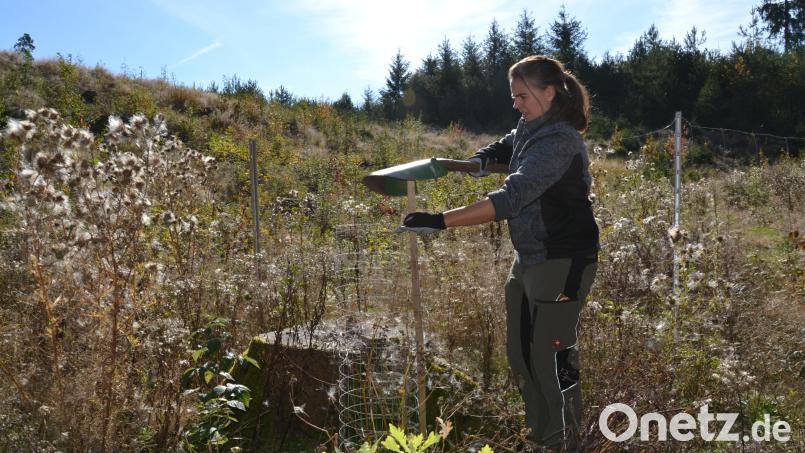 Stefanie Hösl pflanzt in ihrem Wald bei der Teufelsküche nahe Pilmersreuth an der Straße Eichen, die sie selbst gezogen hat. Seit drei Jahren bewirtschaftet sie zwölf Hektar Forst, die sie samt der Landwirtschaft von ihren Eltern übernommen hat. Bild: Thorsten Schreiber