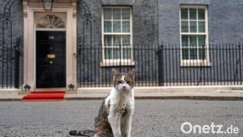 Kater Larry stiehlt Staatsgästen gerne mal die Schau. (Archivbild) Bild: Alberto Pezzali/AP/dpa