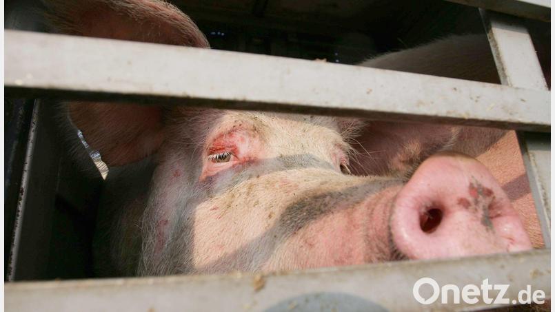 Insgesamt 139 Schweine befanden sich im Lkw. Bild: Peter Steffen/dpa