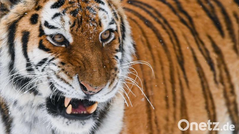 Der sibirische Tiger oder Amur-Tiger ist die größte Raubkatze der Welt. In einem Zoo in England wurde ein Mann von einem der Tiere getötet, nachdem er dessen Gehege betreten hatte. (Illustration) Bild: Patrick Pleul/dpa-Zentralbild/dpa