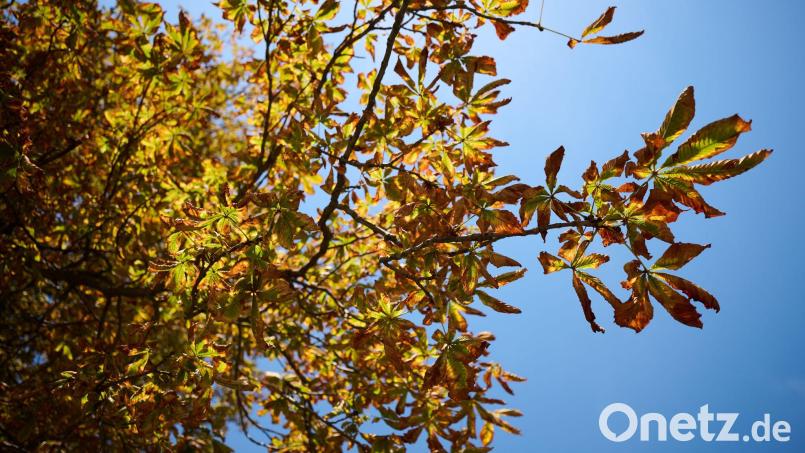 Der Herbst zeigt sich in den nächsten Tagen mit milderen Temperaturen. (Symbolbild) Bild: Katharina Kausche/dpa