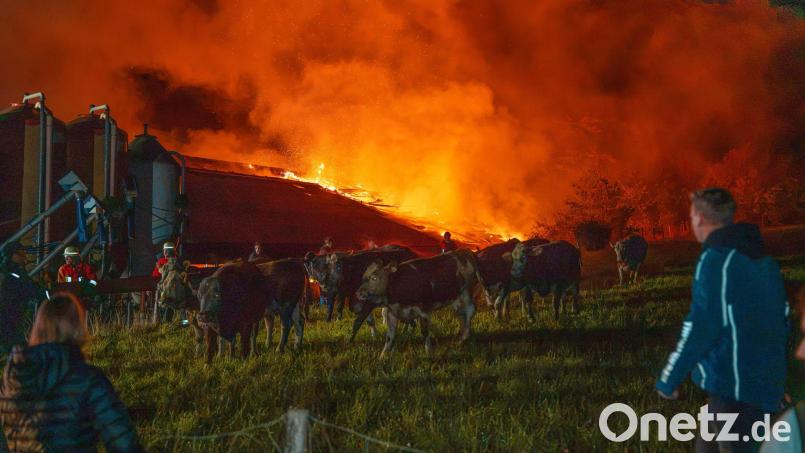 Die geretteten Kühe stehen auf einer Wiese bei dem brennenden Stall. Bild: Lars Haubner/NEWS5/dpa