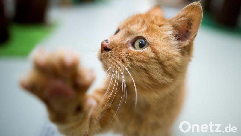 Anhaltende Katzenprobleme in Unterklausen beschäftigen den Gemeinderat. Jetzt ist eine Kastrationspflicht angedacht. Symbolbild: Julian Stratenschulte/dpa
