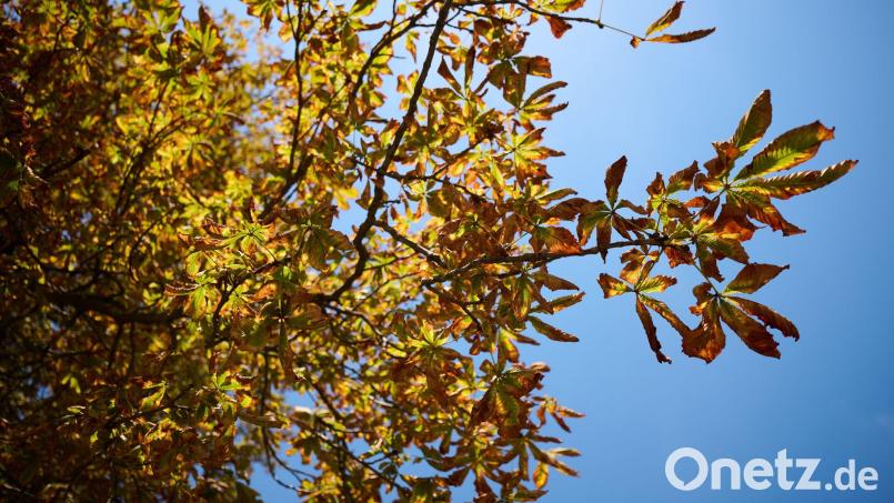 Der Deutsche Wetterdienst sagt für Montag und Mittwoch freundlicheres Herbstwetter vorher. Bild: Katharina Kausche/dpa