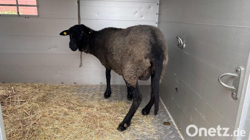 Vier Schafe überlebten den Transport und wurden in ein Tierheim gebracht. (Symbolbild) Bild: Polizei Berlin/dpa