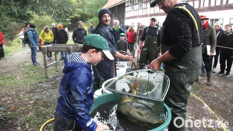 Das Abfischen des Mühlenweihers im Freilandmuseum Neusath-Perschen hat Tradition. Dieses Mal gab es eine Rekordernte. Die Besucher konnten Prachtexemplare bestaunen. Bild: Rudolf Hirsch