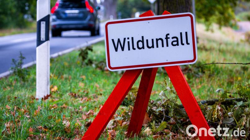 Drei Wölfe sind in der vergangenen Woche rund um den Manteler Forst von Autos erfasst worden. Symbolbild: Jens Büttner